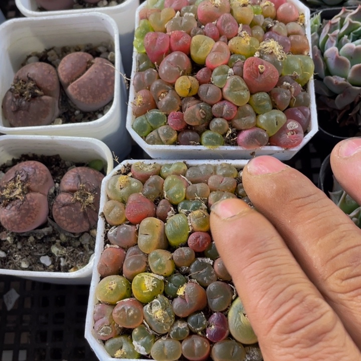 7方满盆毛汗泥带盆土发