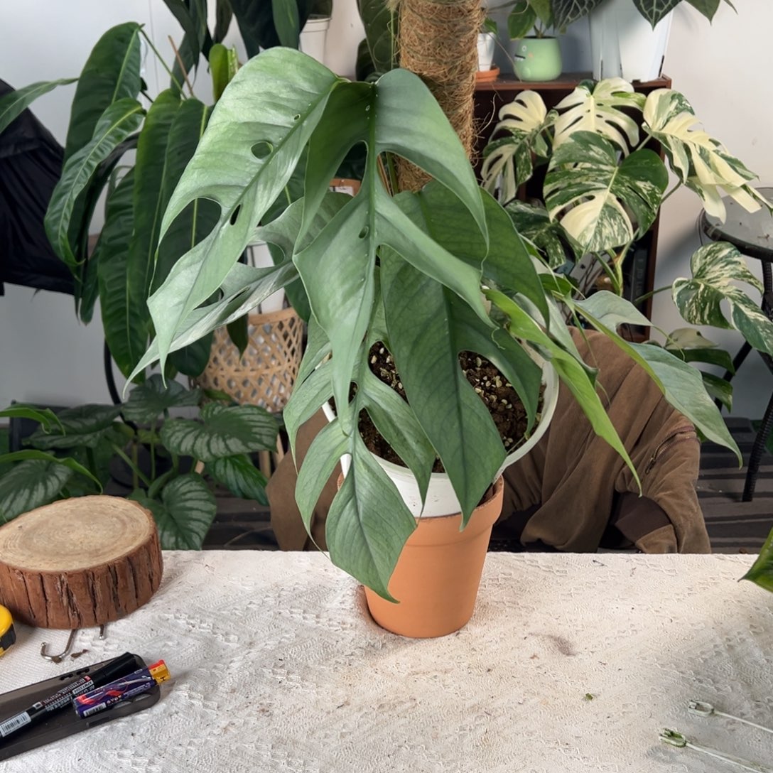 完全开放开背蓝宿务麒麟尾