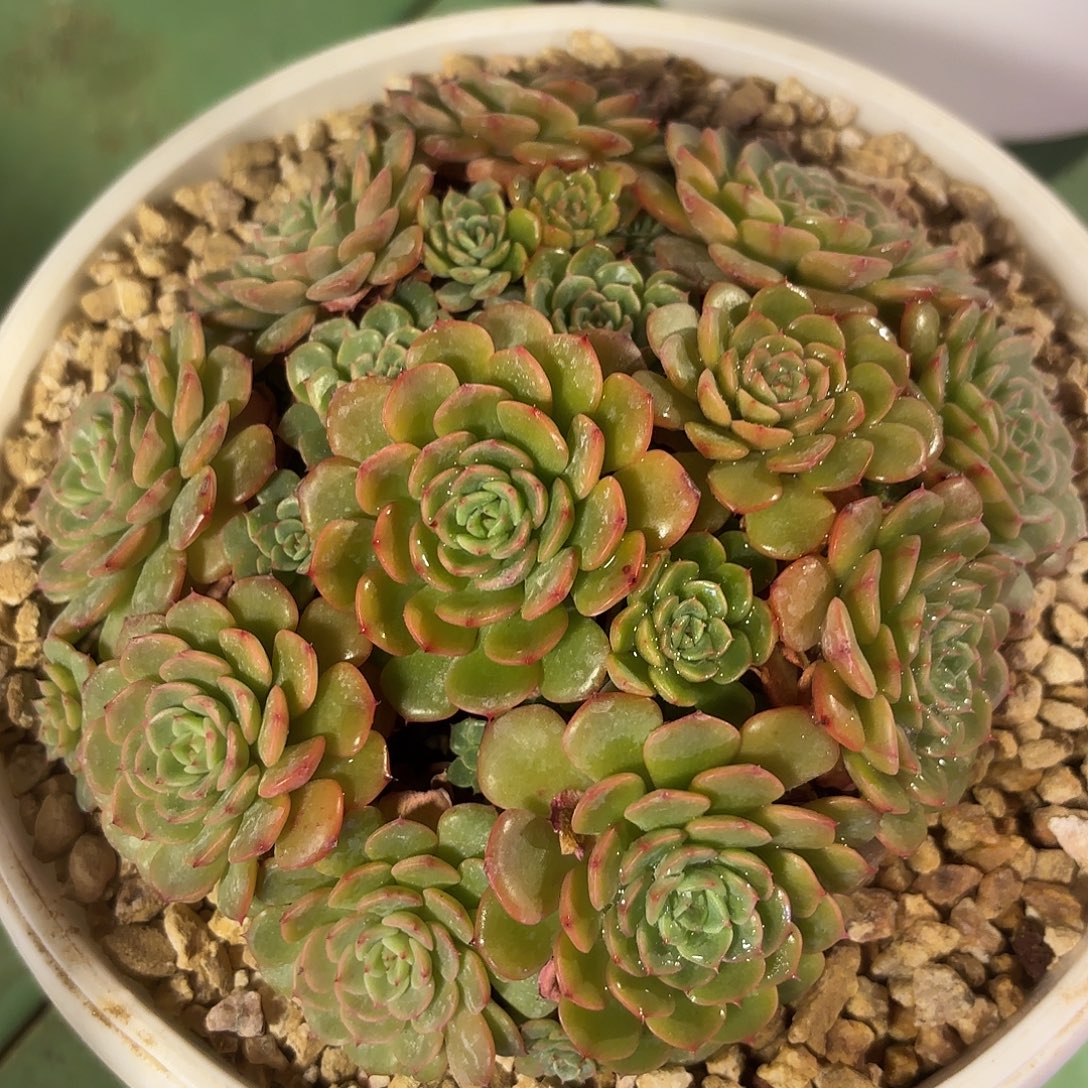 多肉植物啦啦啦啦啦