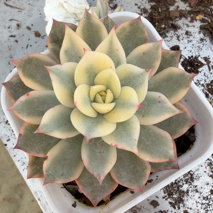 粉爱丽锦多肉植物