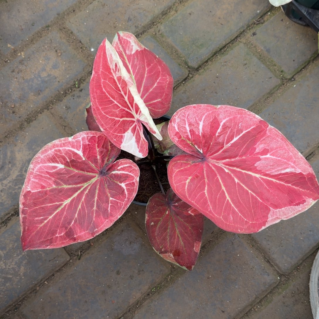 金脉红泰国彩叶芋84-1130