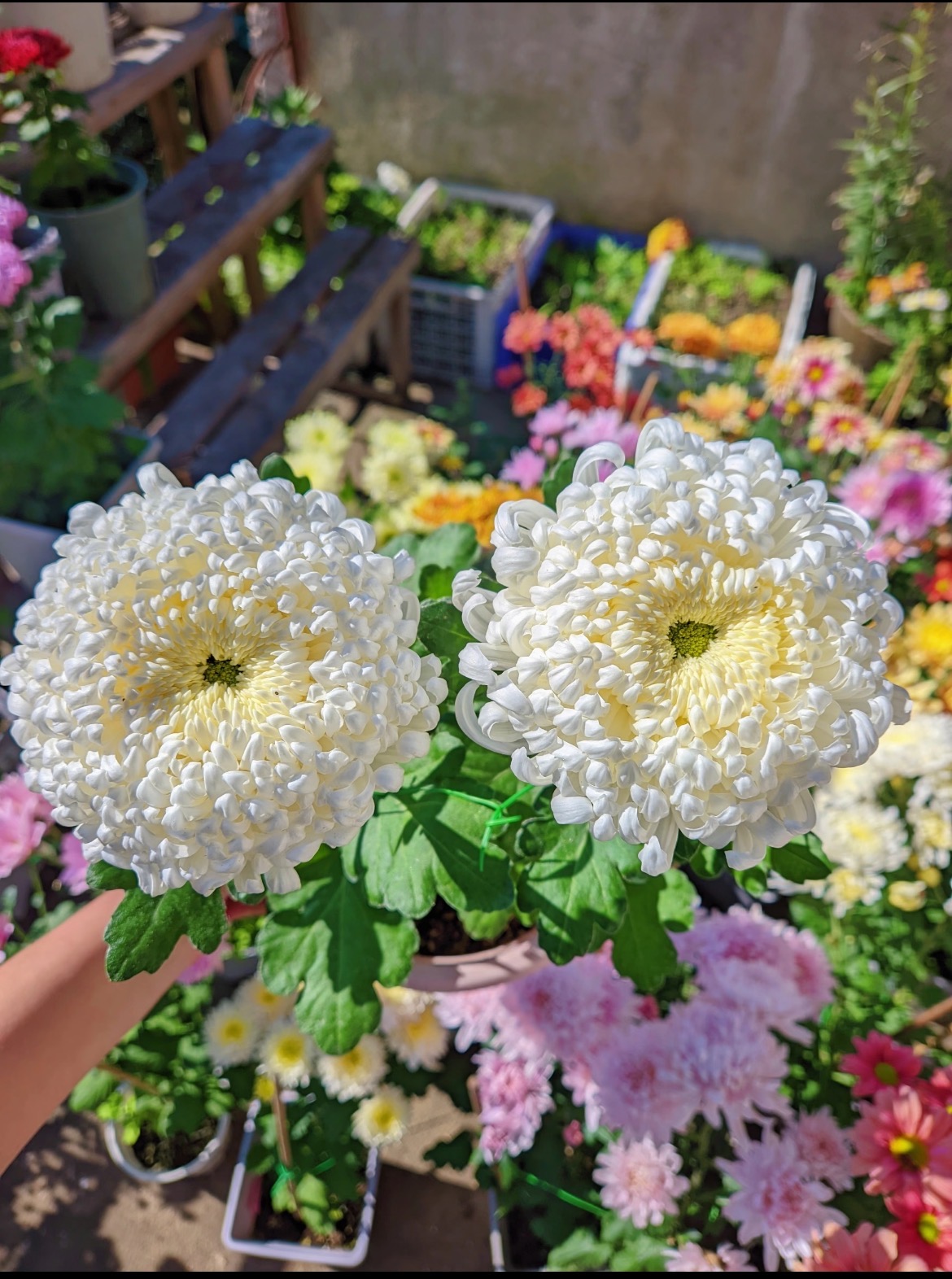 九月菊【洹水映日】菊花盆栽 大花富贵菊 好养活