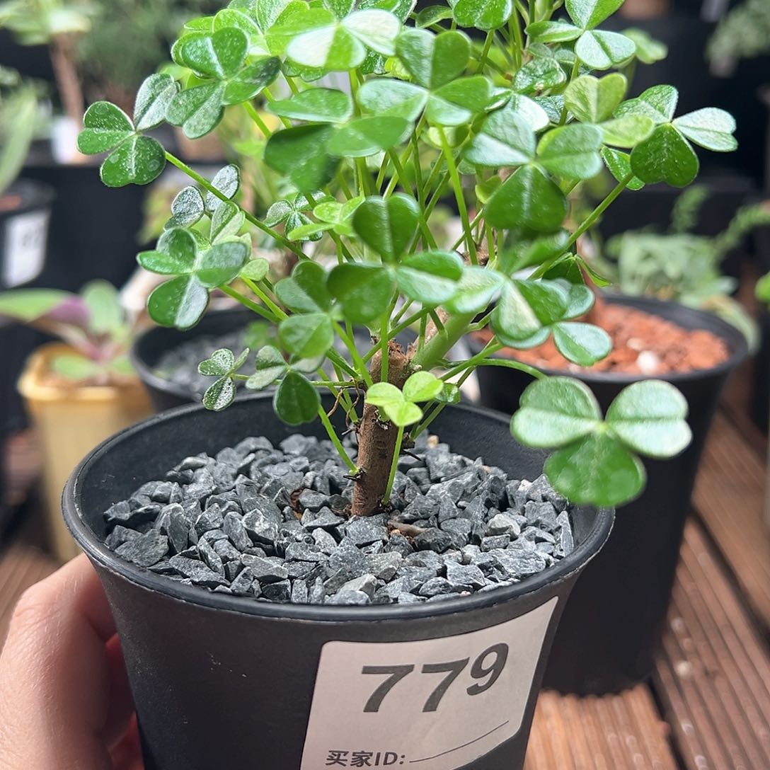 木*巨人酢浆草带盆发货