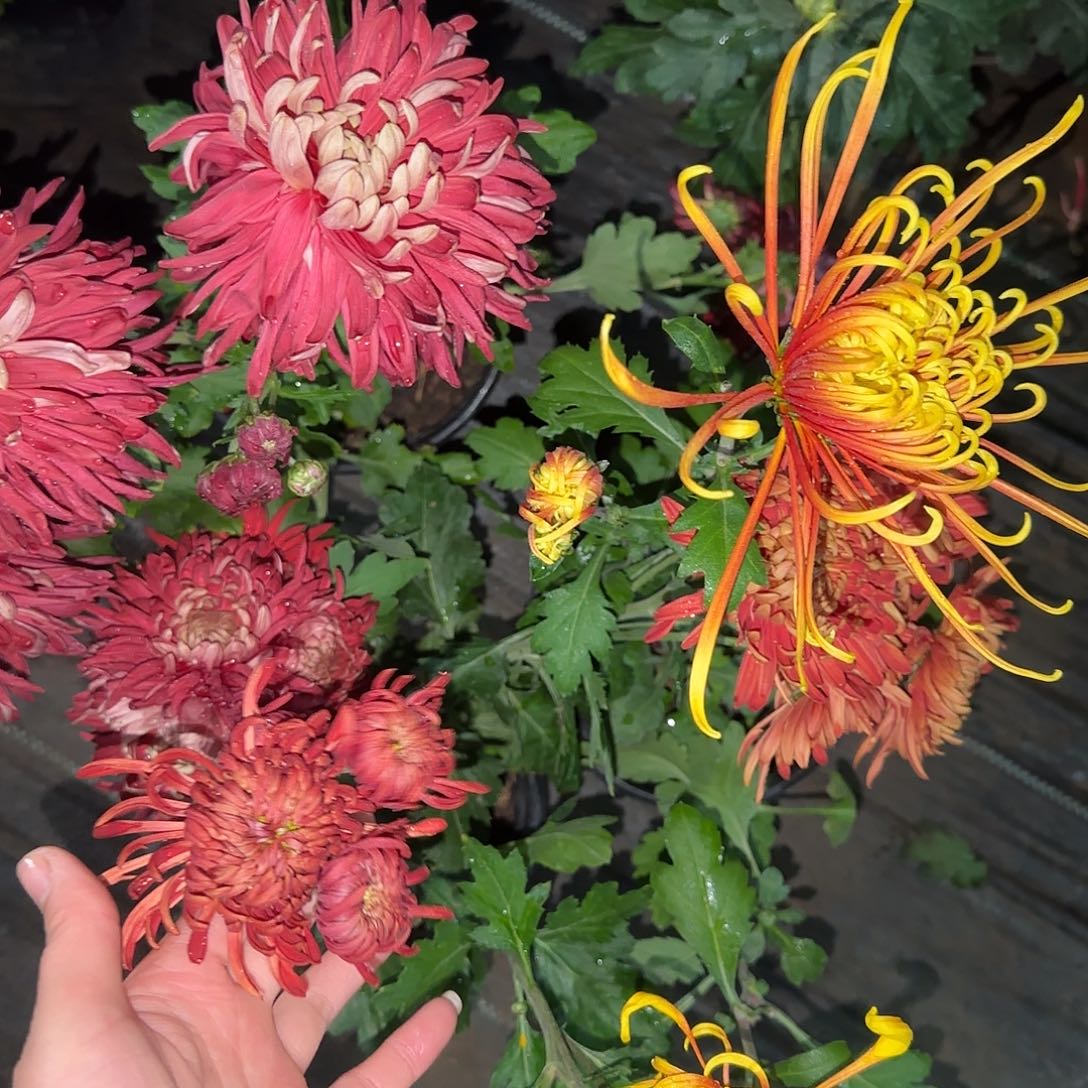 全部花朵F111111111