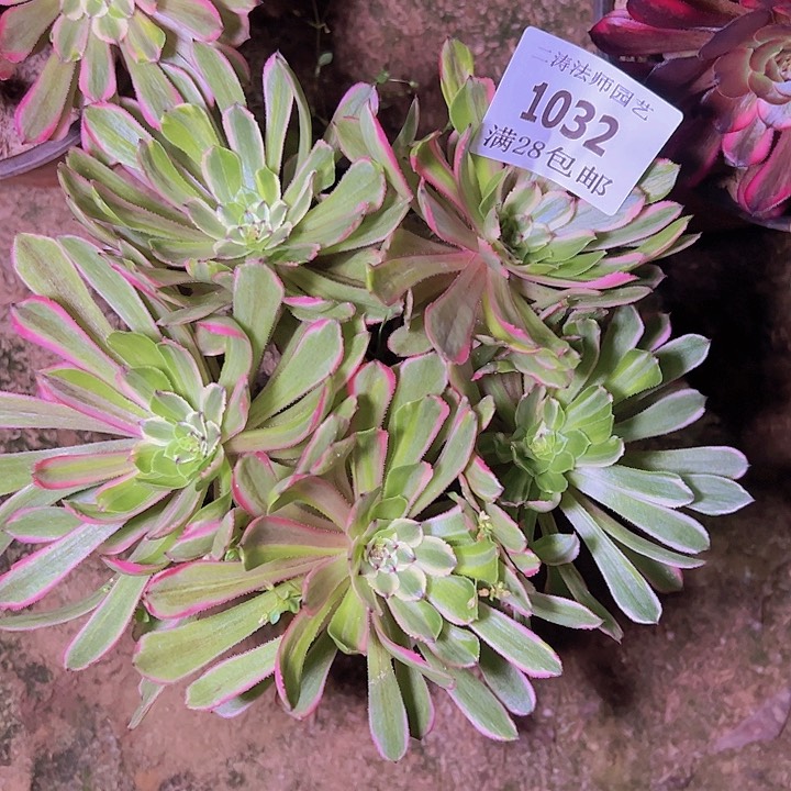 1032花脸粉黛多肉丛林