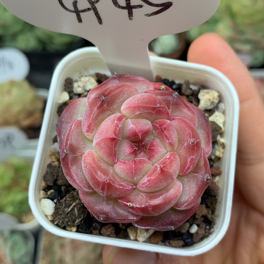 粉油透暗纹珍妮4945多肉