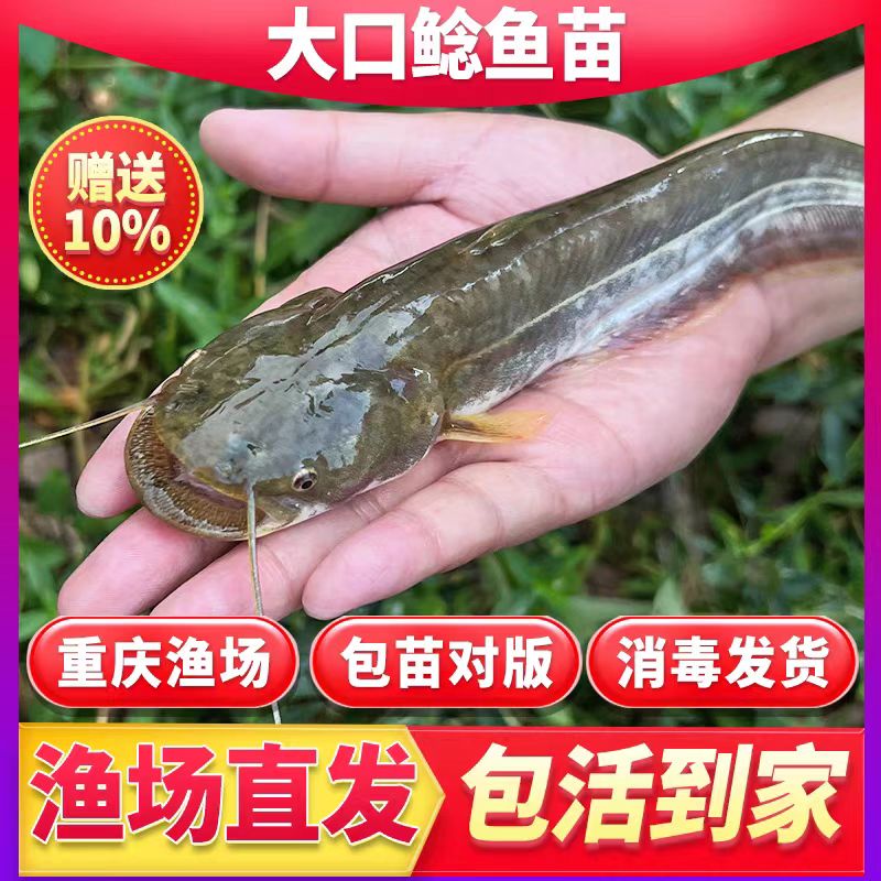 南方大口鲶鱼苗冷淡水养殖食用二须胡子鲶活体宠物鱼