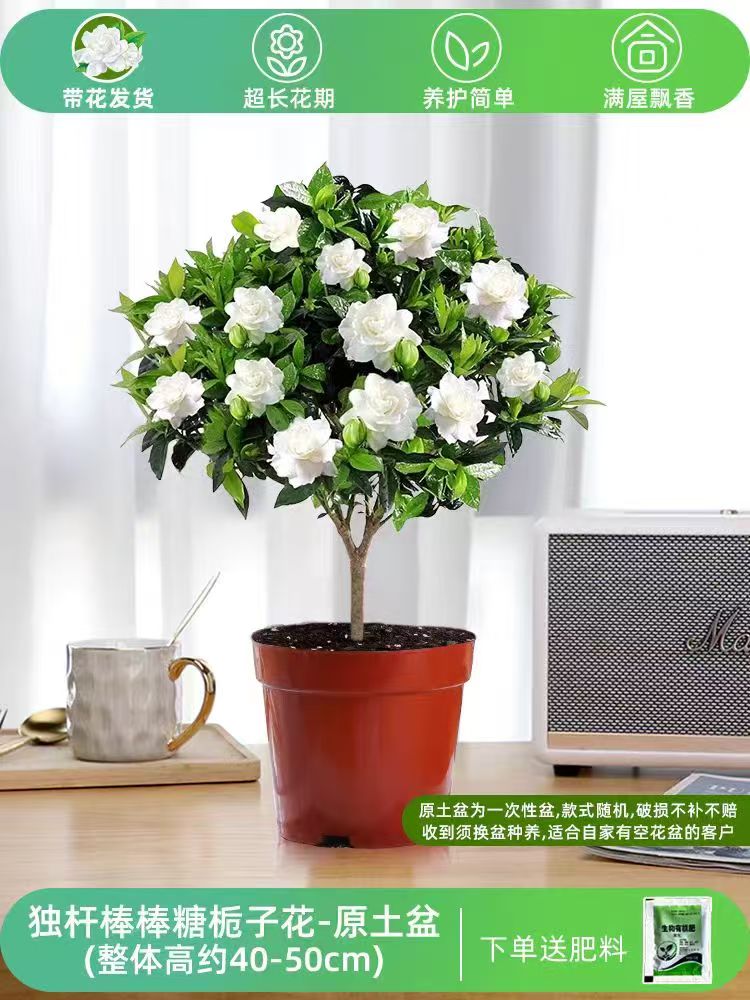 独杆棒棒糖栀子花盆栽带花苞四季开花室内外好养花卉