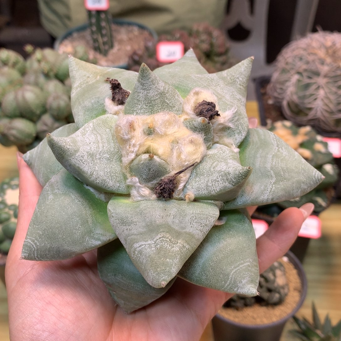      26号 苗接 状态青瓷岩牡丹12.5公分 无根