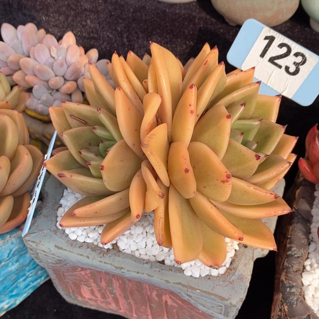 香槟杂多肉植物盆栽