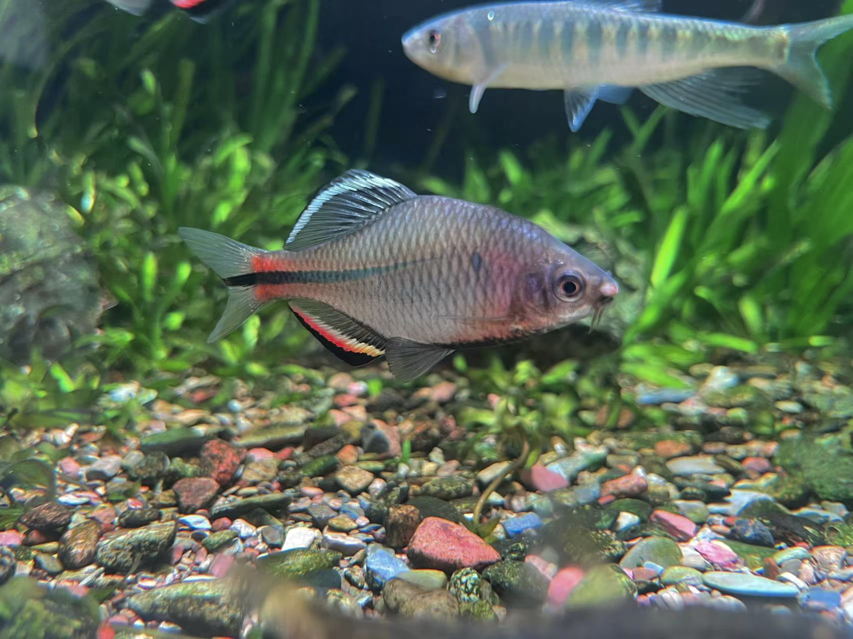 杭州齐式鱊，鳑魾鱼，杭州特有冷水原生鱼