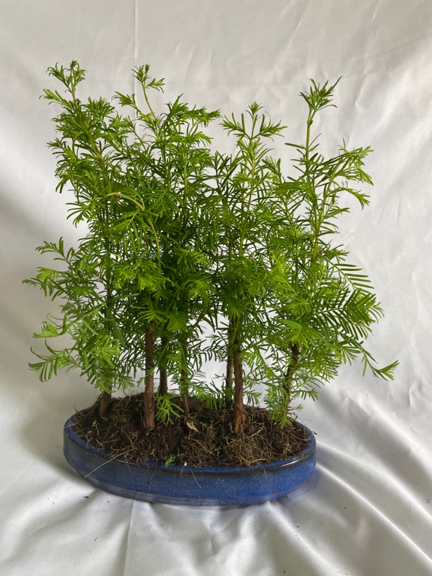 丛林水水杉，桌面吧台精品盆栽