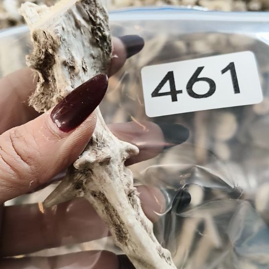 福***华鹿角鹿角鹿角鹿角鹿角鹿角