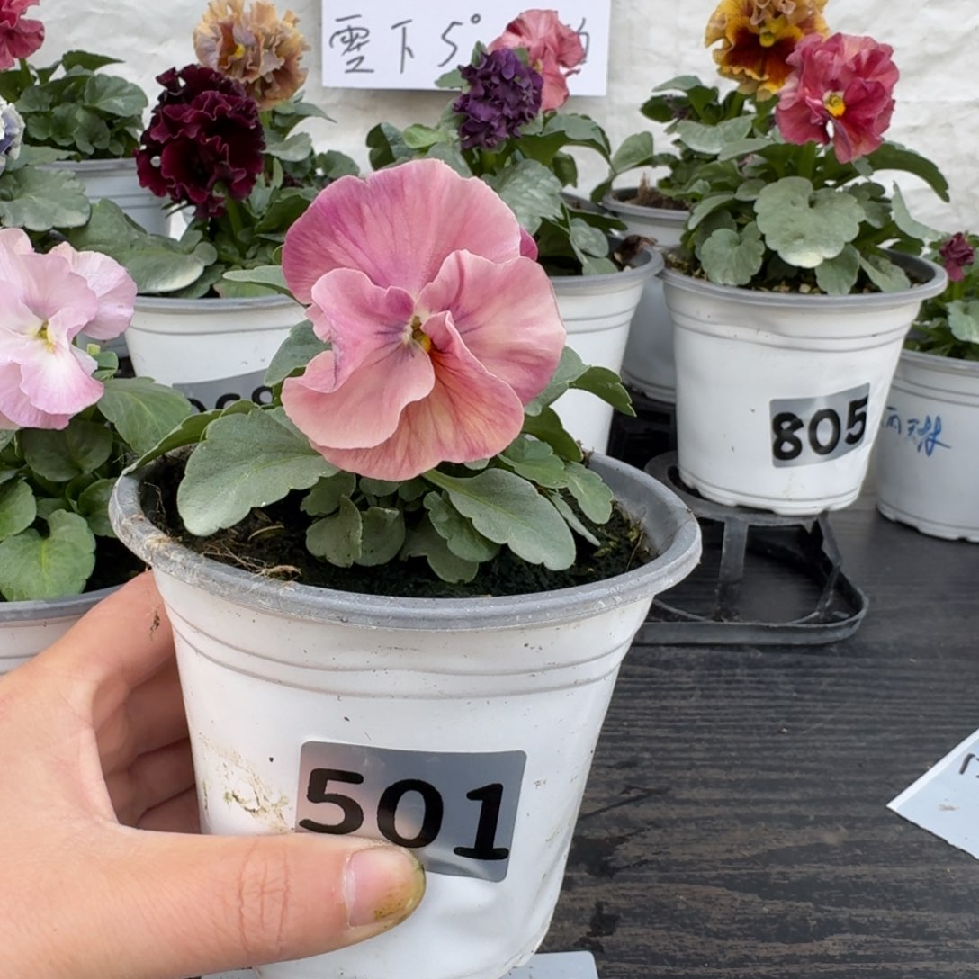 全部花朵l***u501号粉希尔