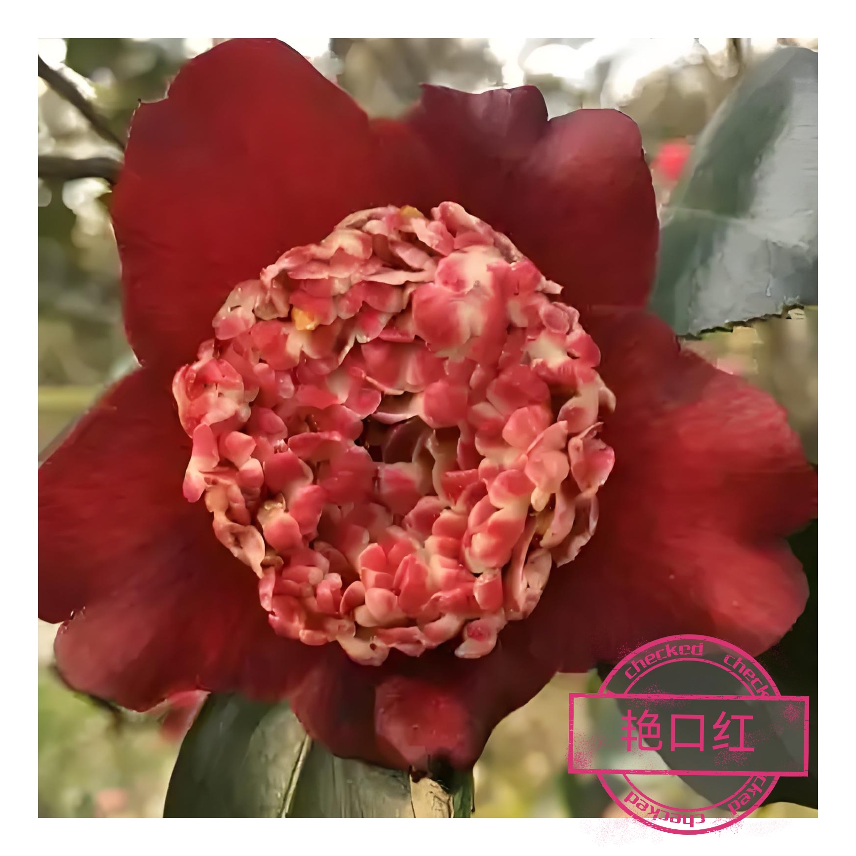 艳口红【云涛茶花】品种茶花阳台花园庭院植物观赏花卉