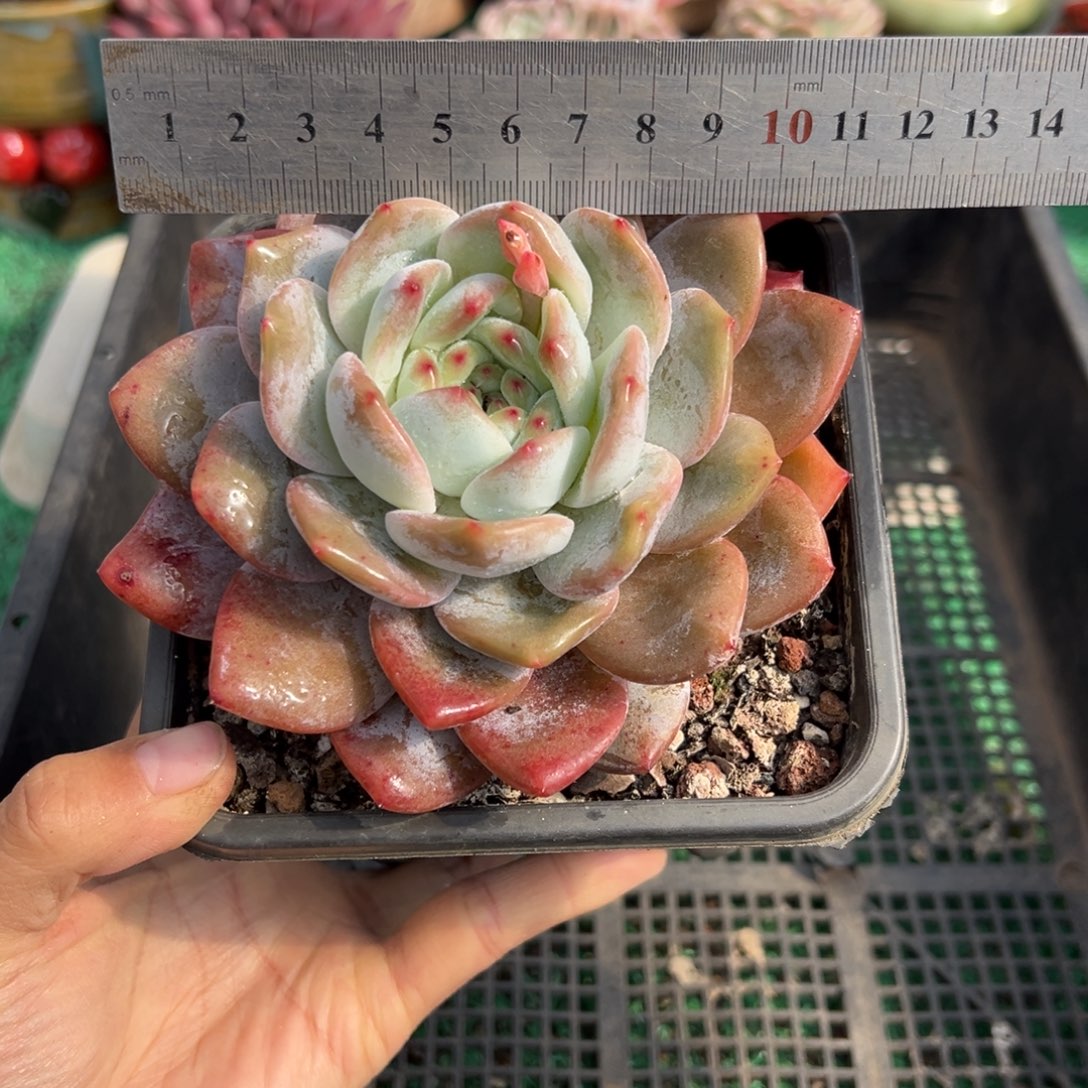 表妹精品多肉植物107.