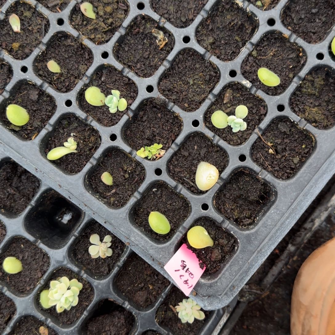 1971 穴1个满25包邮