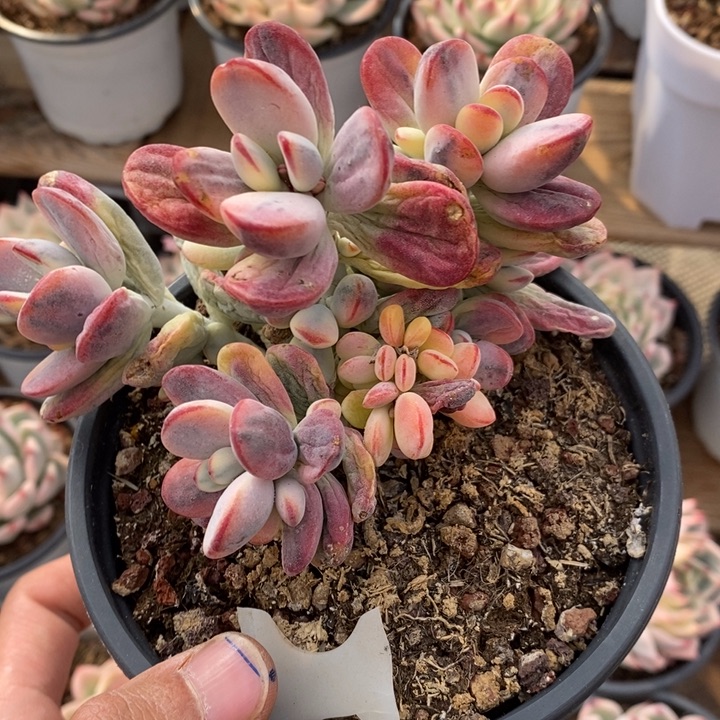 第***天福娘锦多肉植物