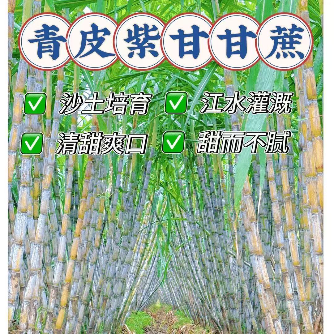 青皮紫玉甘蔗新鲜现砍现发农家自种清甜多汁应季水果