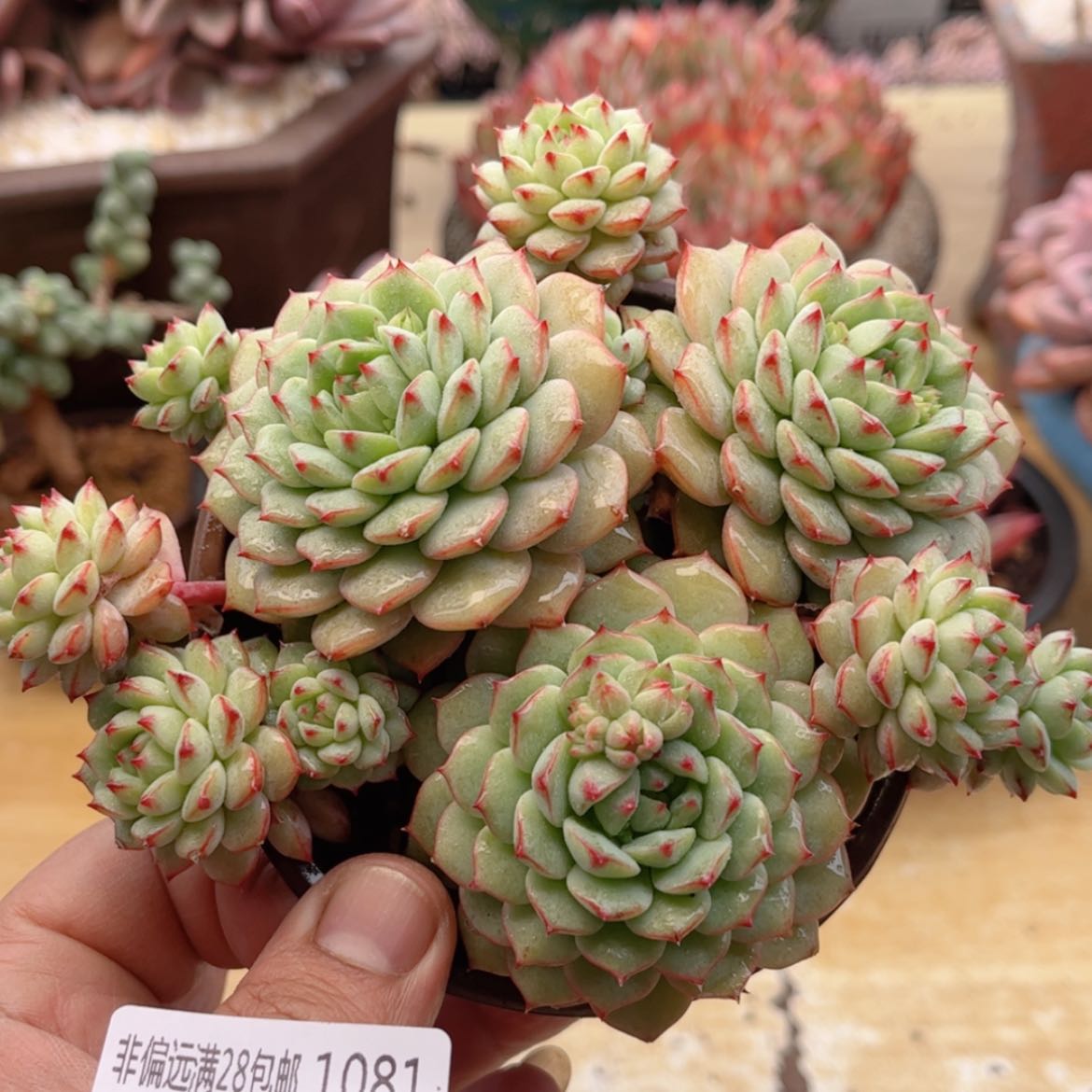 【闪购商品】1081熊猫脸