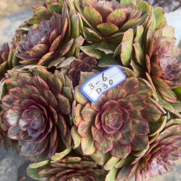 S****6万红拉丝多肉断枝不包30