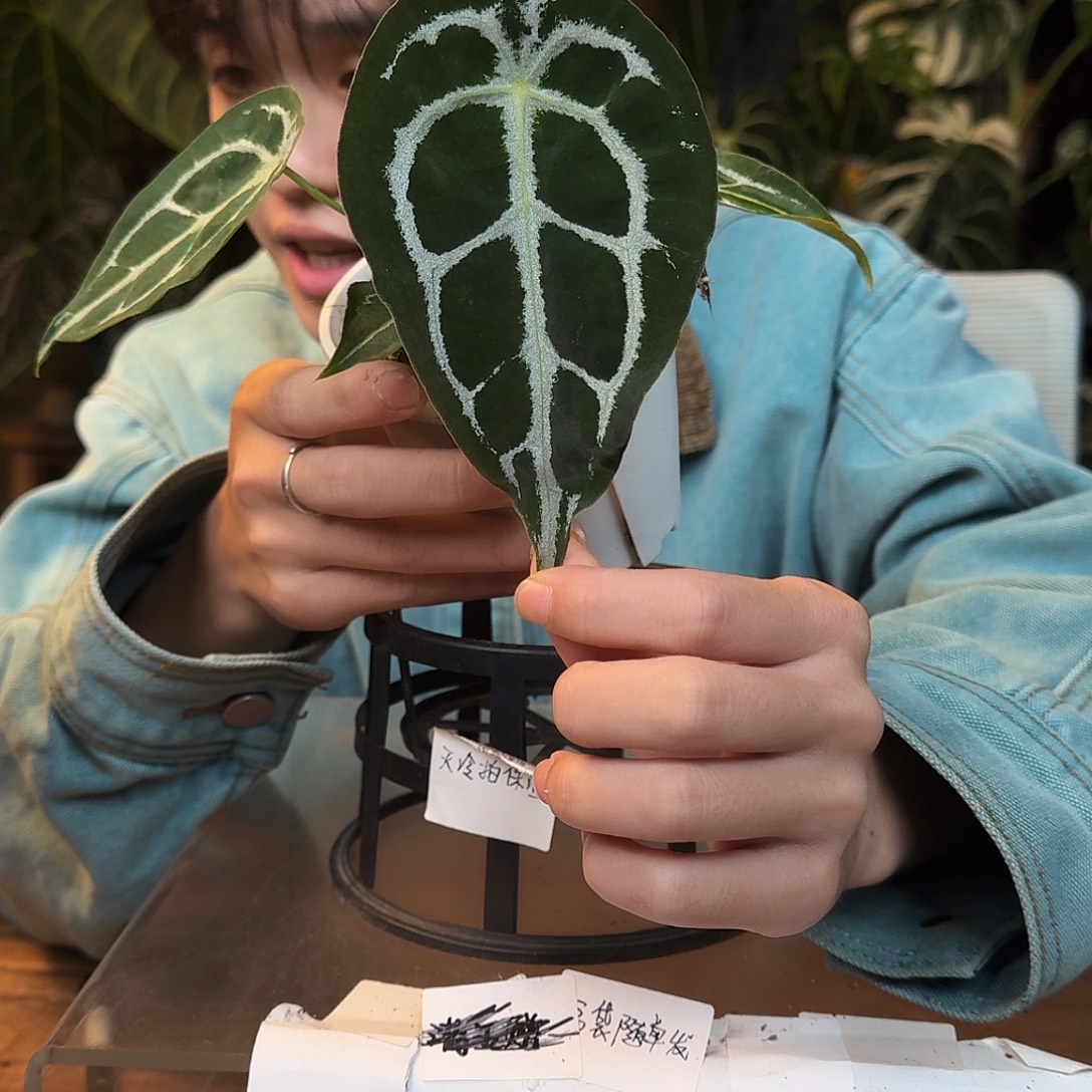 王***羊不开花植物K200skg银杂盾叶