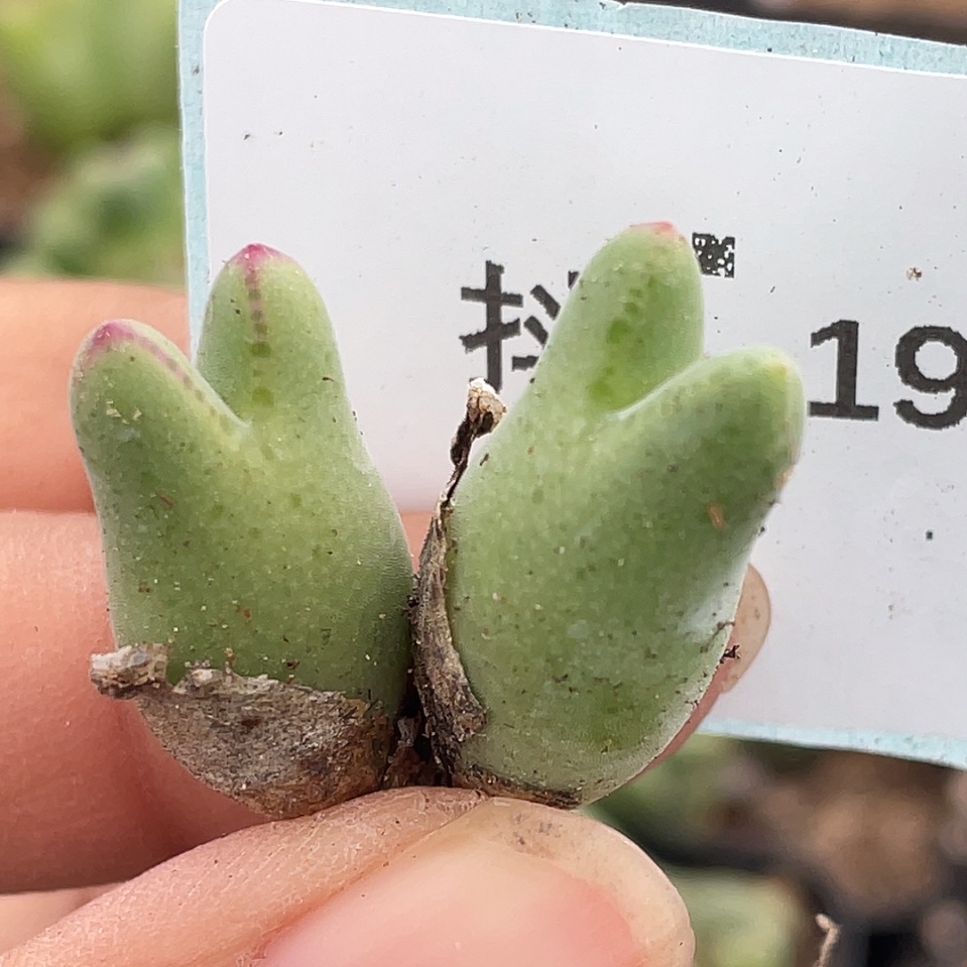 3-19猪蹄多肉植物