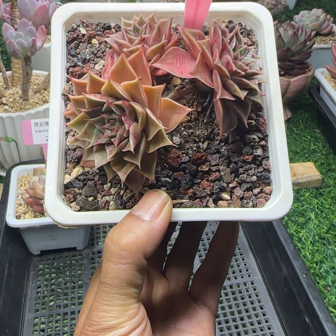 锦安精品多肉植物214