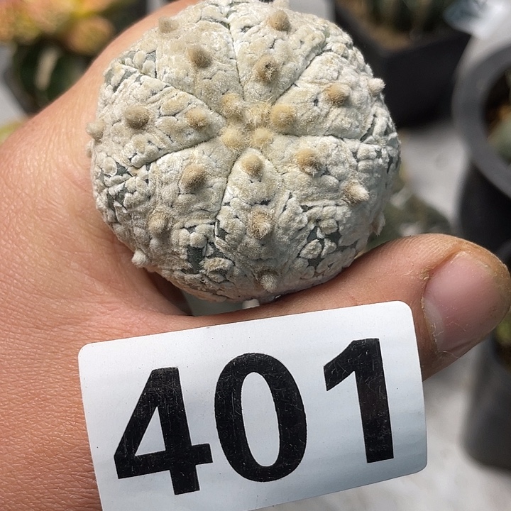 完全开放401兜一个