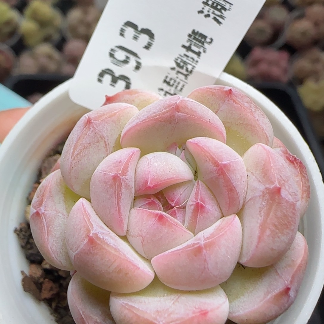 花语逸镜0226-393