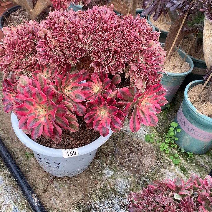 159粉女巫一颗缀化