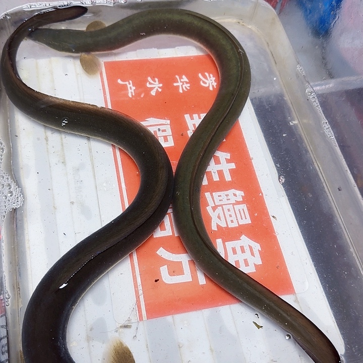 野生鳗鱼一斤一两包活