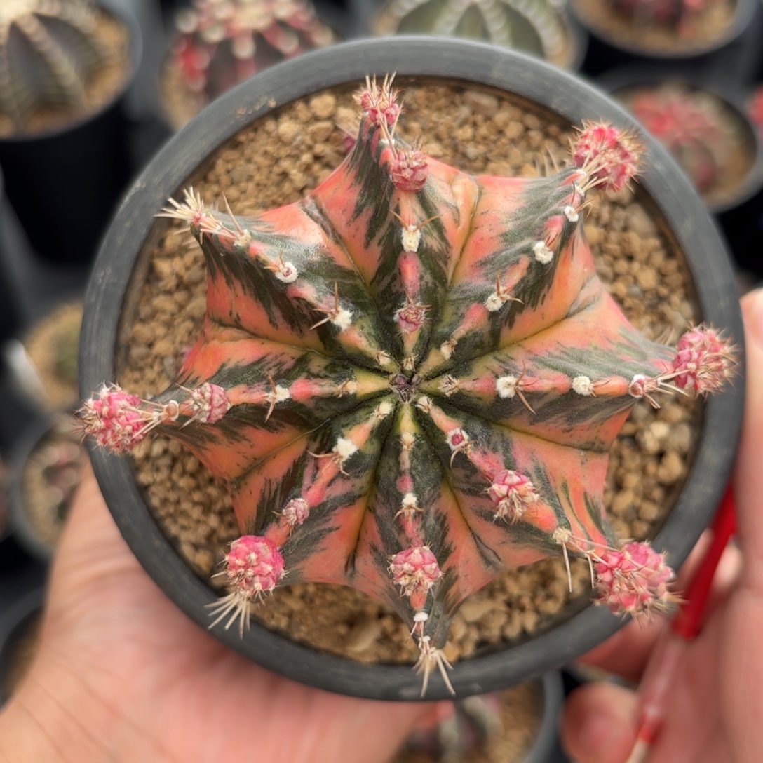 泰系卡农昌母本仙人球