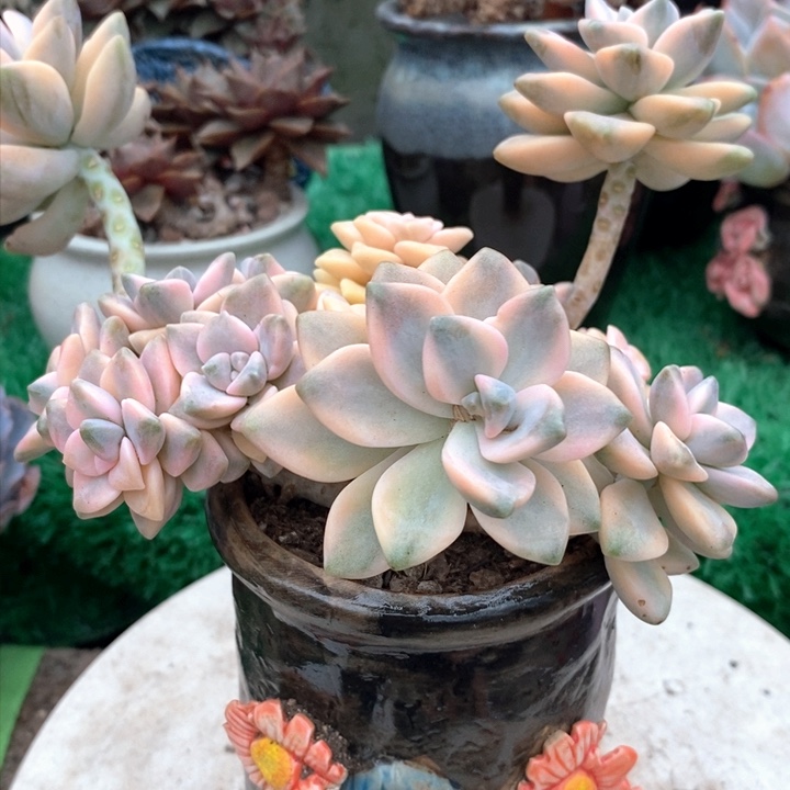 美杏锦整无砍多肉