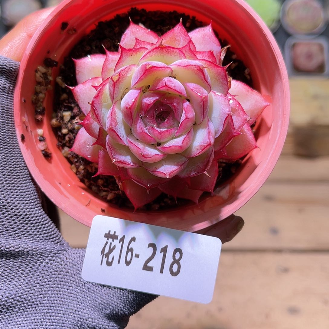 花16-218女王单头