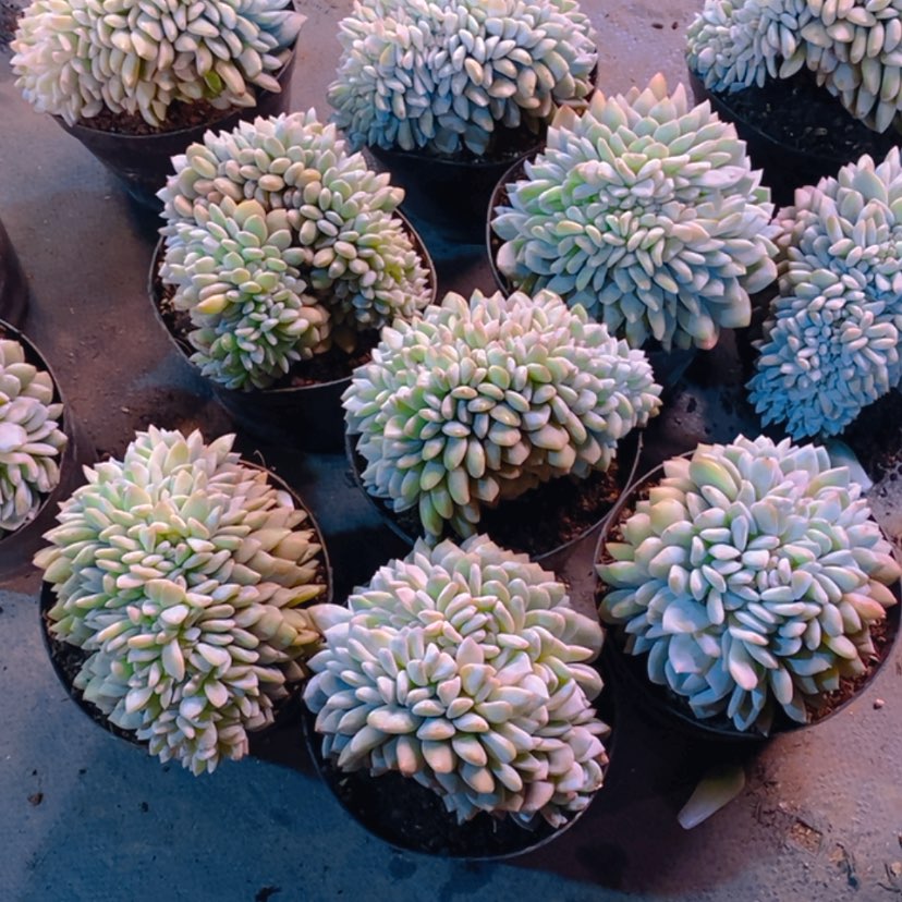 【闪购商品】1111111