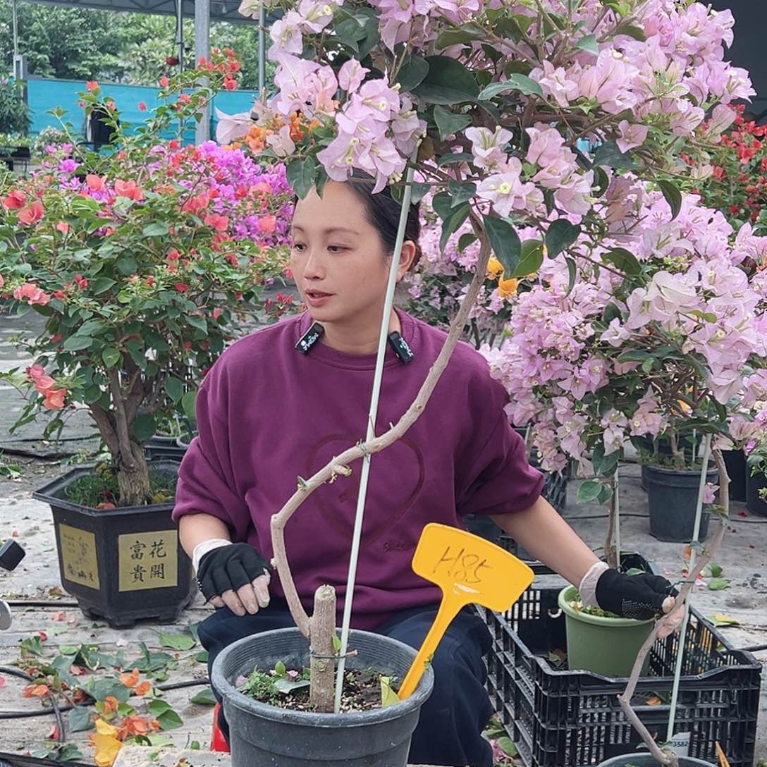 大部分花苞少量开放H85丽娜