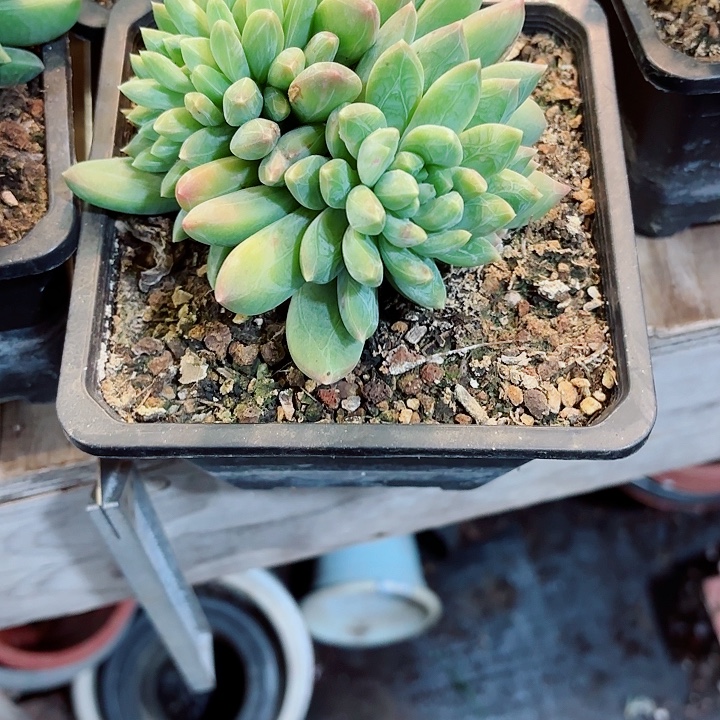 小***王黛拉缀化精品多肉带胸花