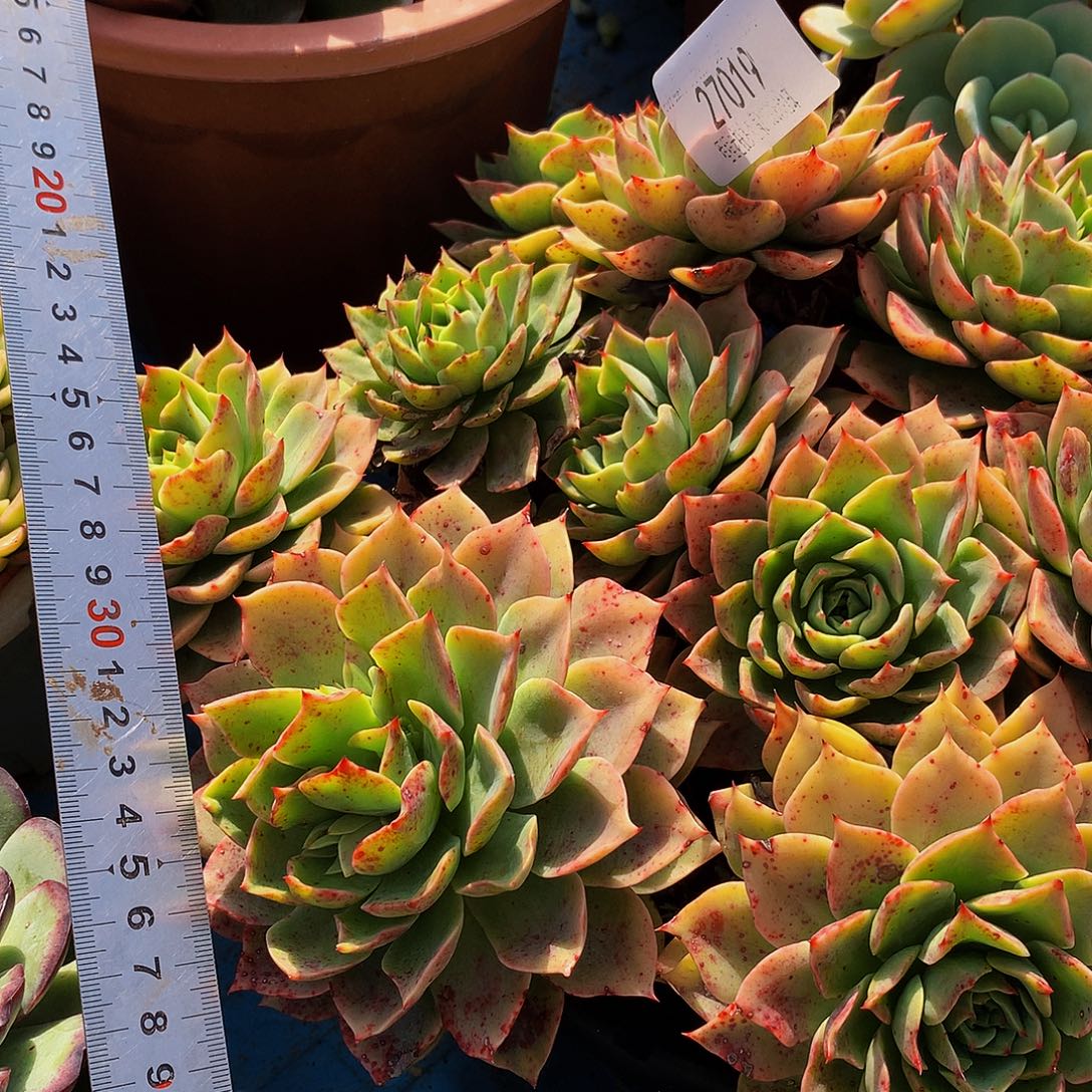 ৡ***º贝拉多娜27019多肉多肉鱼