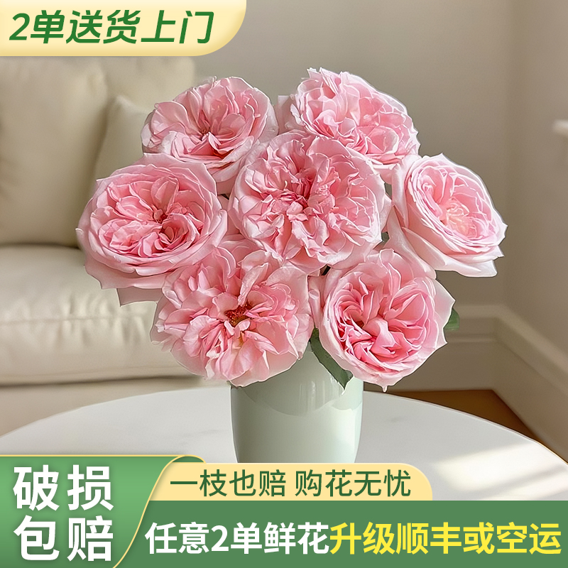 【云上花卉】粉荔枝单头玫瑰-任意2单升级快递 发货后不支持退款