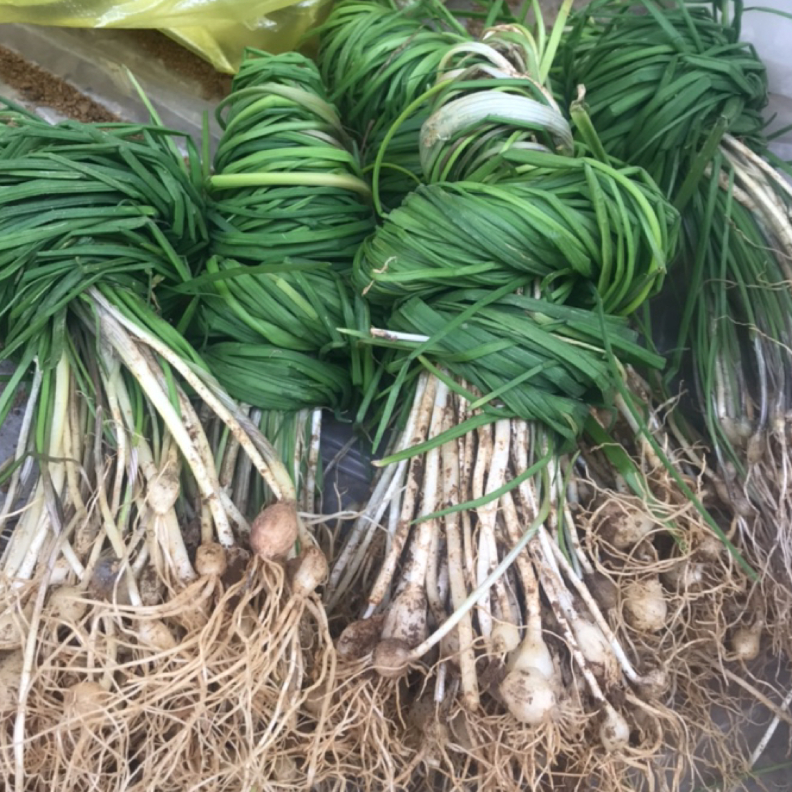贵州农村野生苦蒜