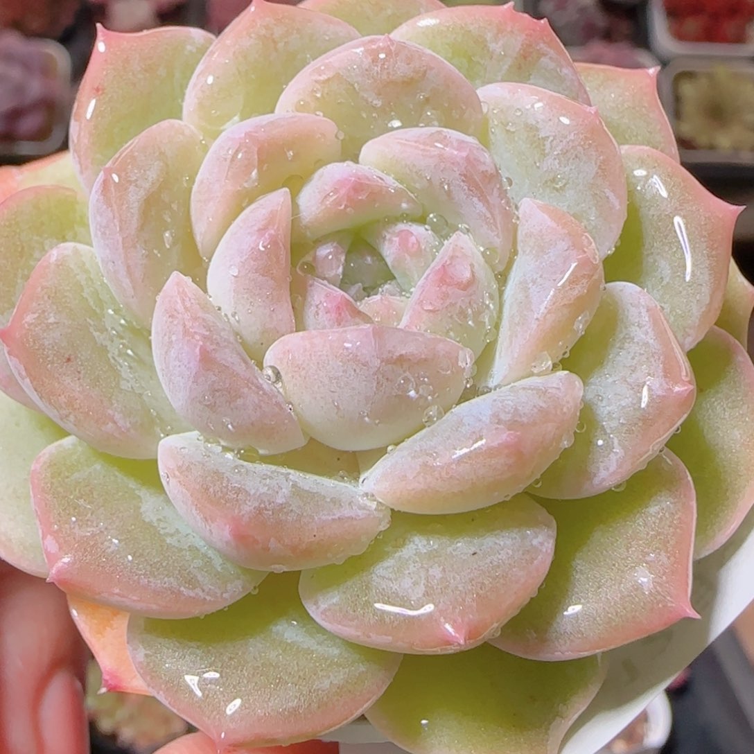 花语多肉1206-77溏心