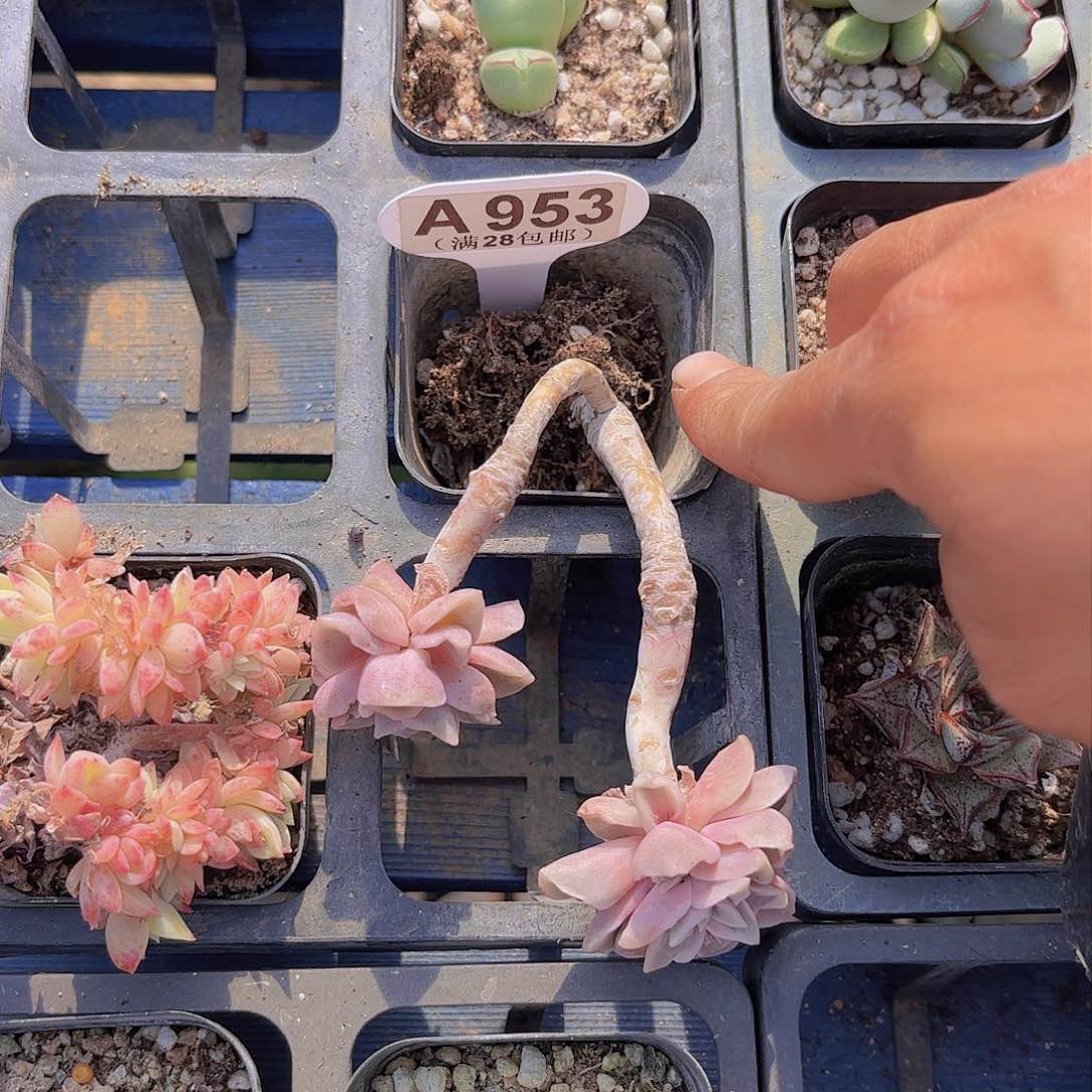 A953可爱玫瑰一物一拍