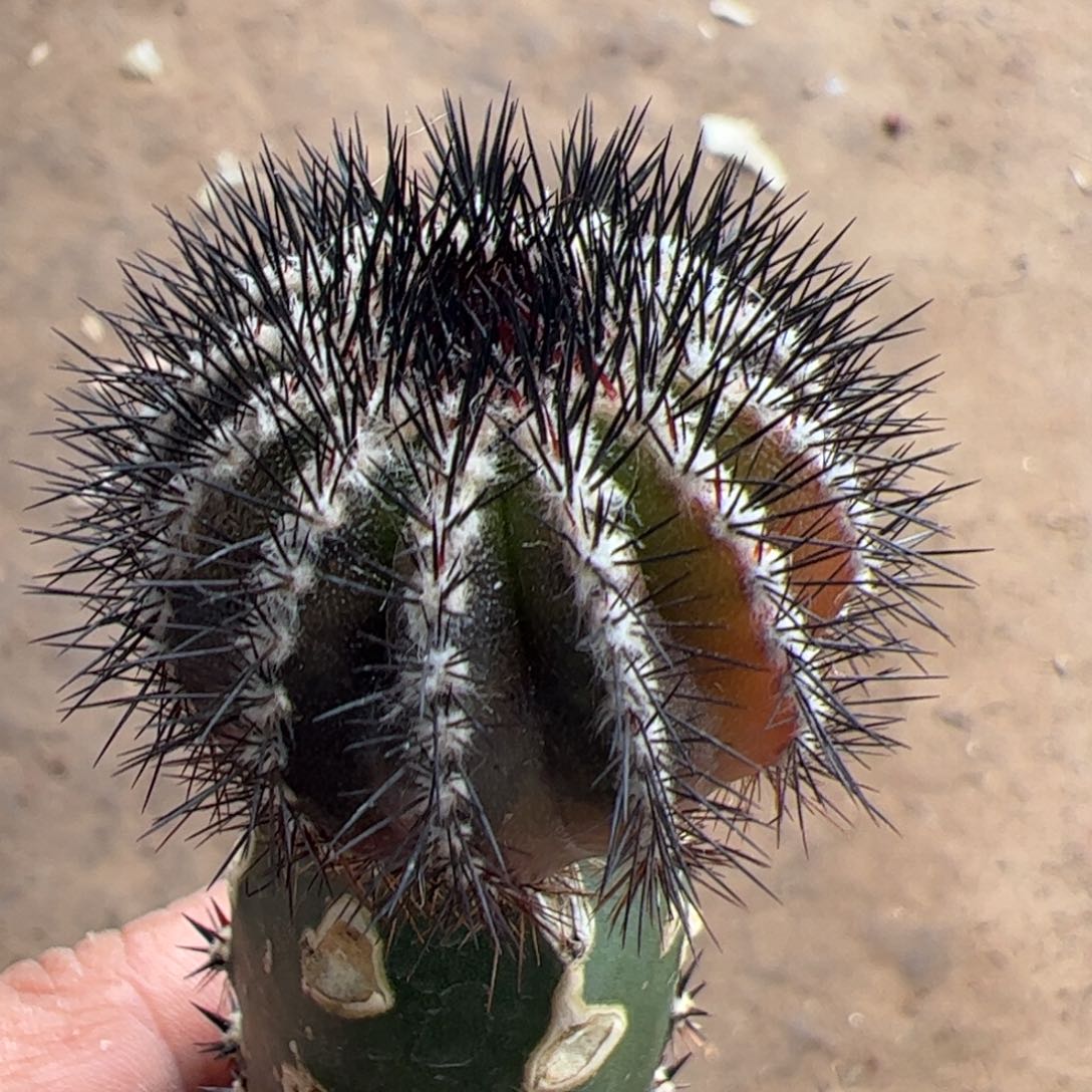 苗接尤波球锦仙人球876