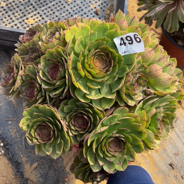 万拉丝多肉植物496