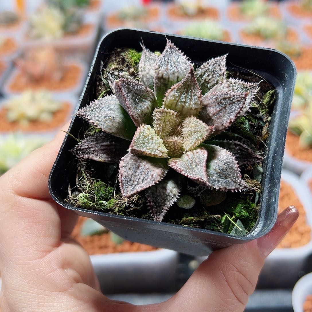 十二卷多肉彩虹城