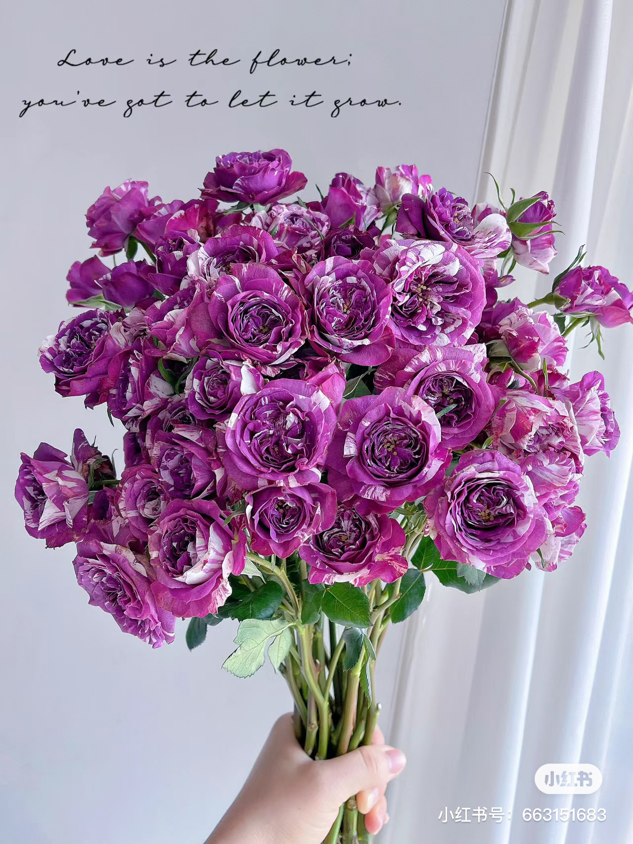 【玫瑰】芬芳宝石 任拍三单顺丰空运包邮鲜切花10支装家居花店插花