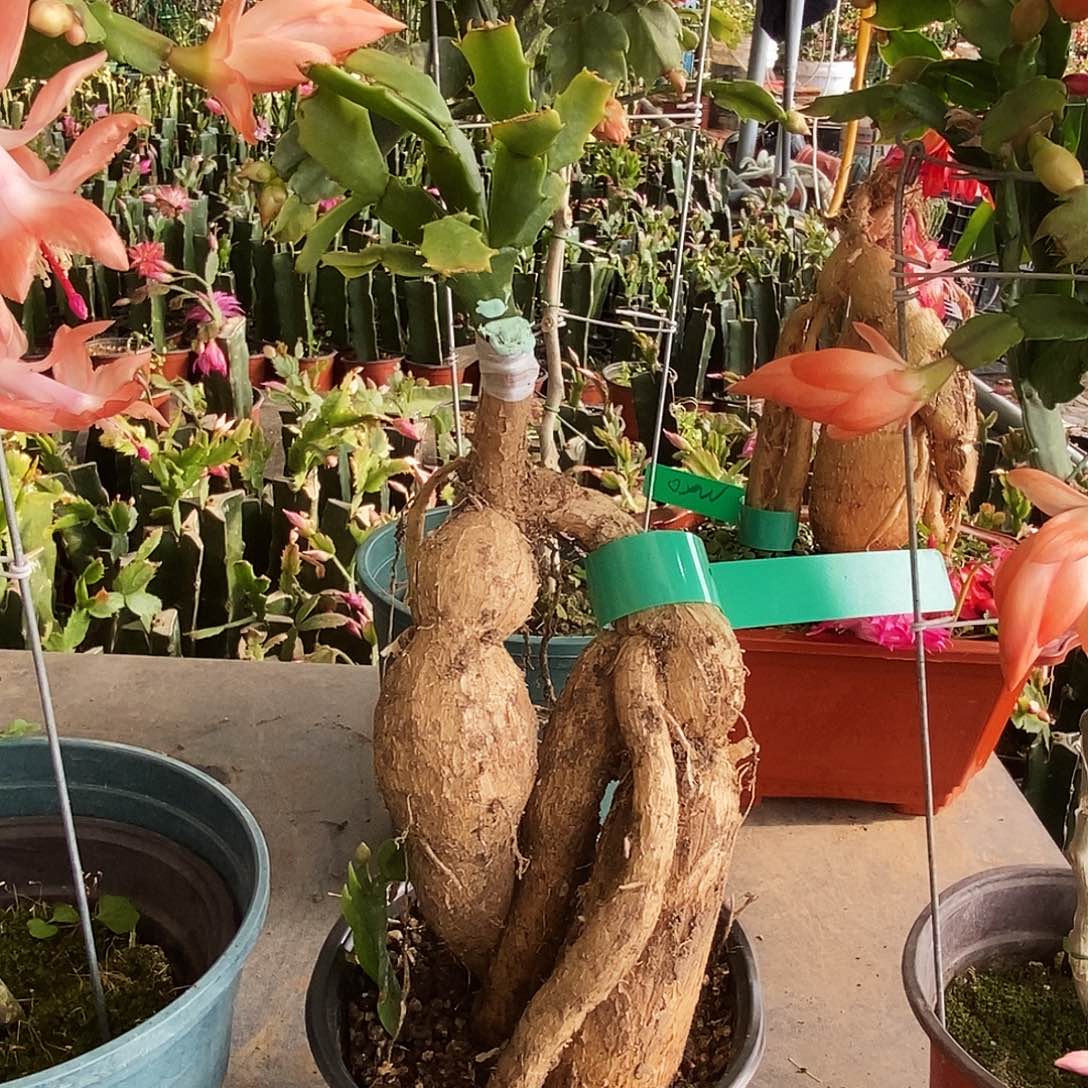 开****完全开放月之桂嫁接一物一拍