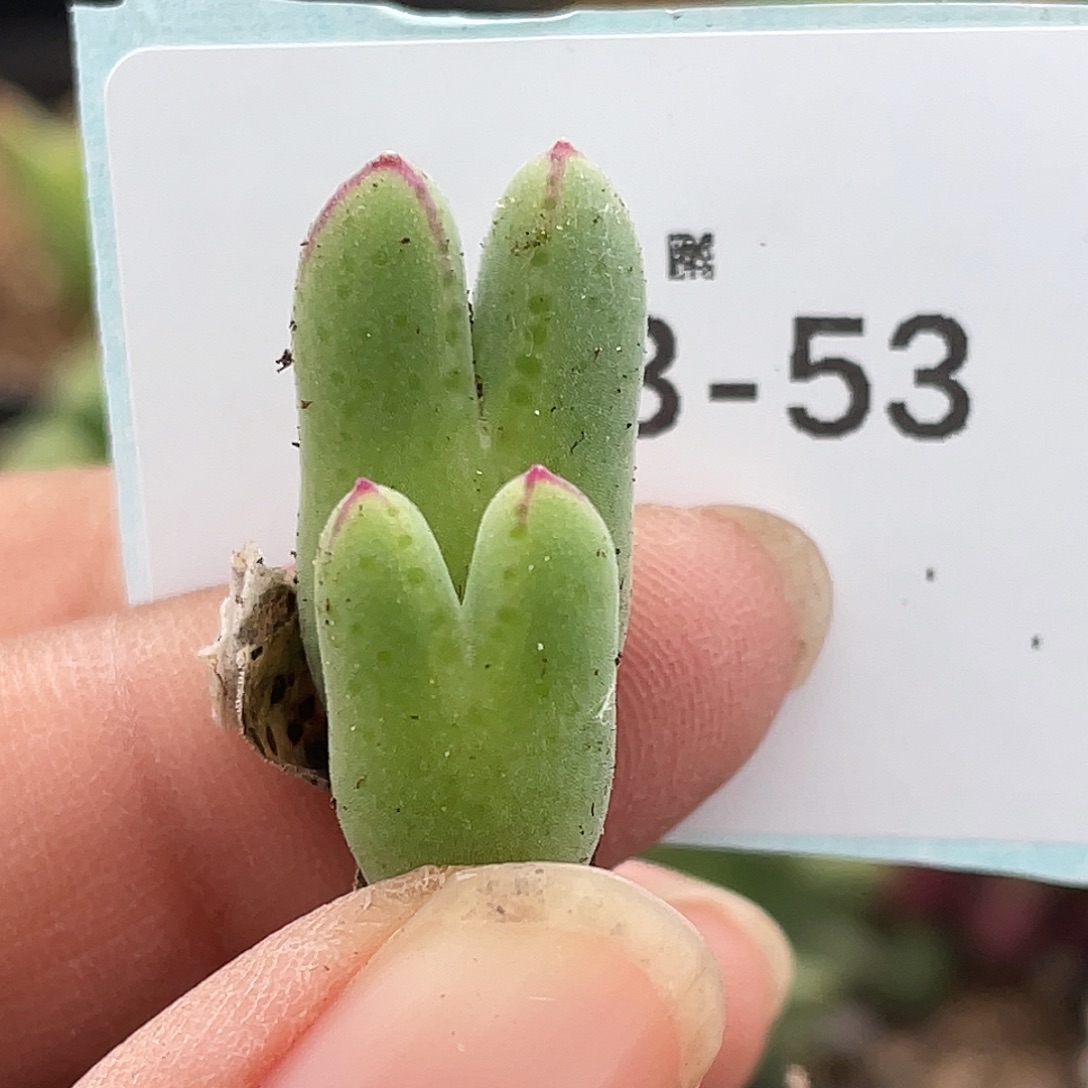 3-53猪蹄多肉植物