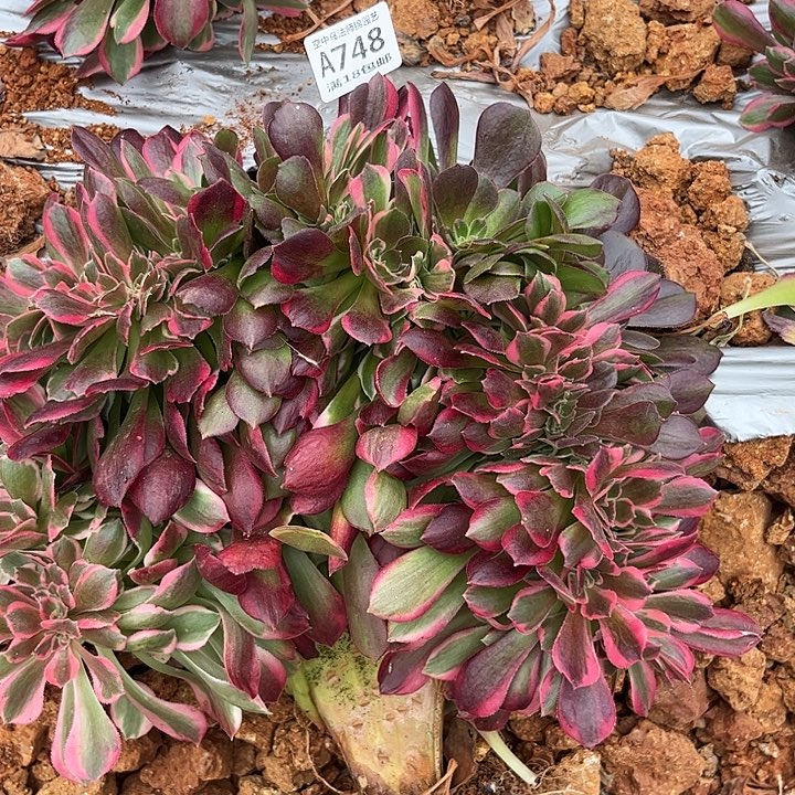 748粉女郎缀多肉植物